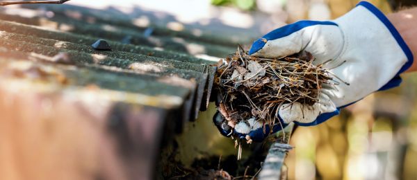 Pine Needle Gutter Cleaning in Ashburn